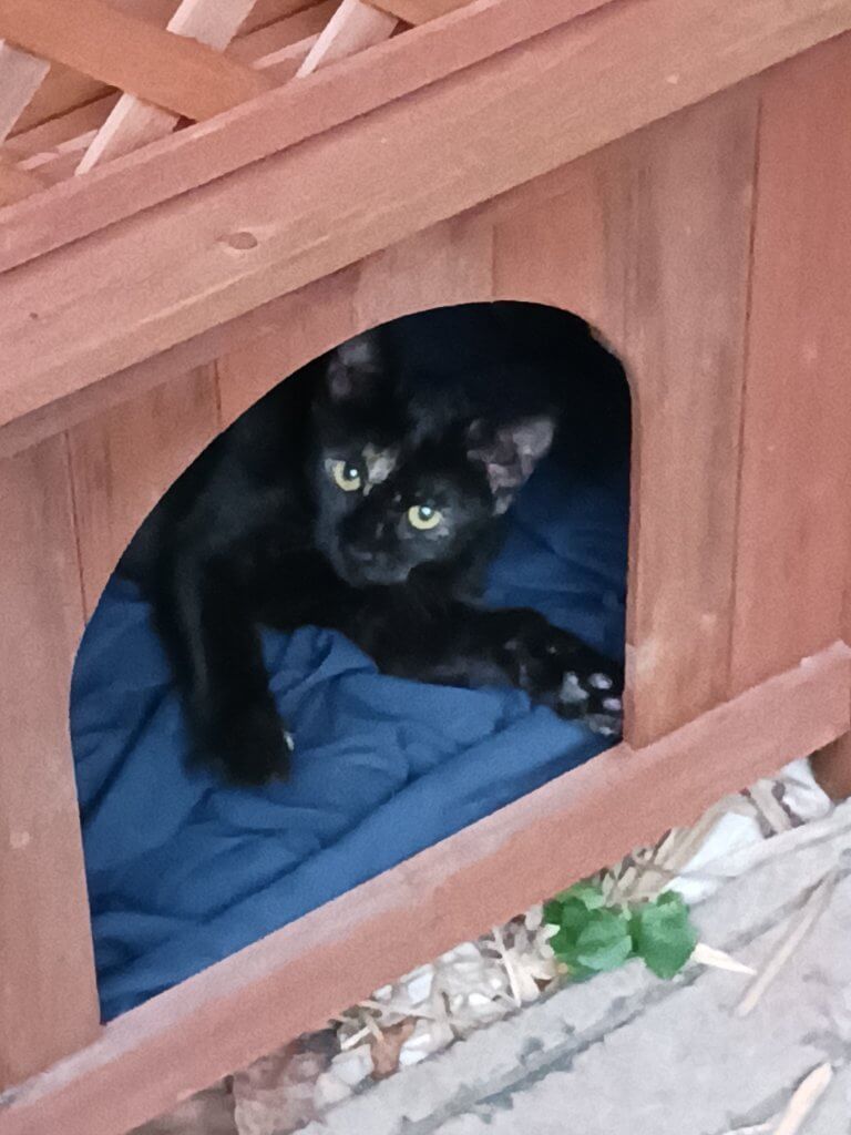 One of Josh's many cats