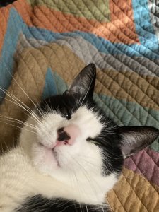 Grant's cat, Bulgogi