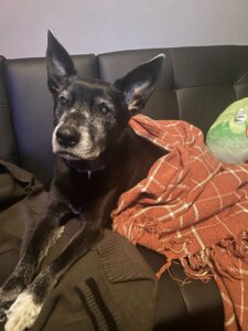 Hayley's dog, Trixie