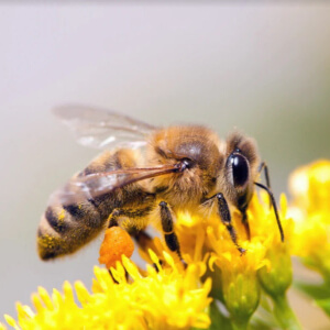 Lego Plants and Pollinators