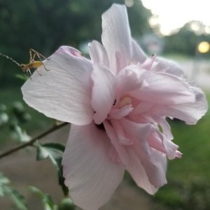 A flower from Grant's garden