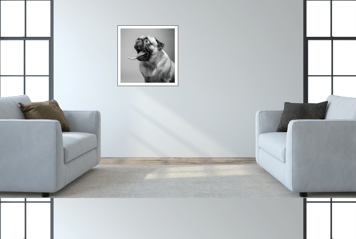 M11 Lesson 02 Gif dog